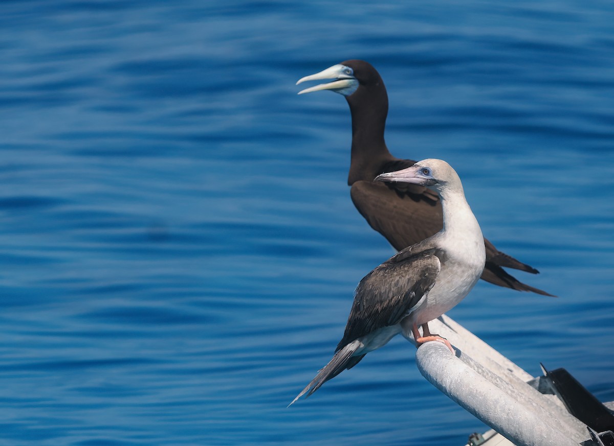 Сула червононога - ML645408895