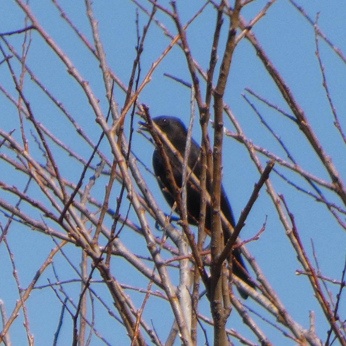 Red-winged Blackbird - ML645408898
