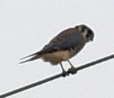 American Kestrel - ML645408899
