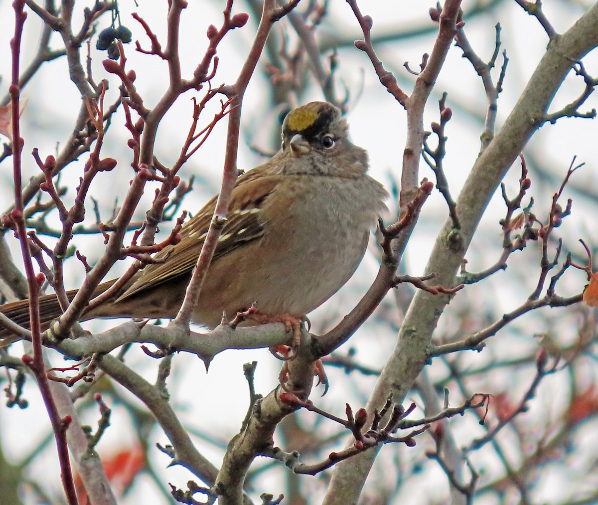 Чернобровая овсянка - ML645408901