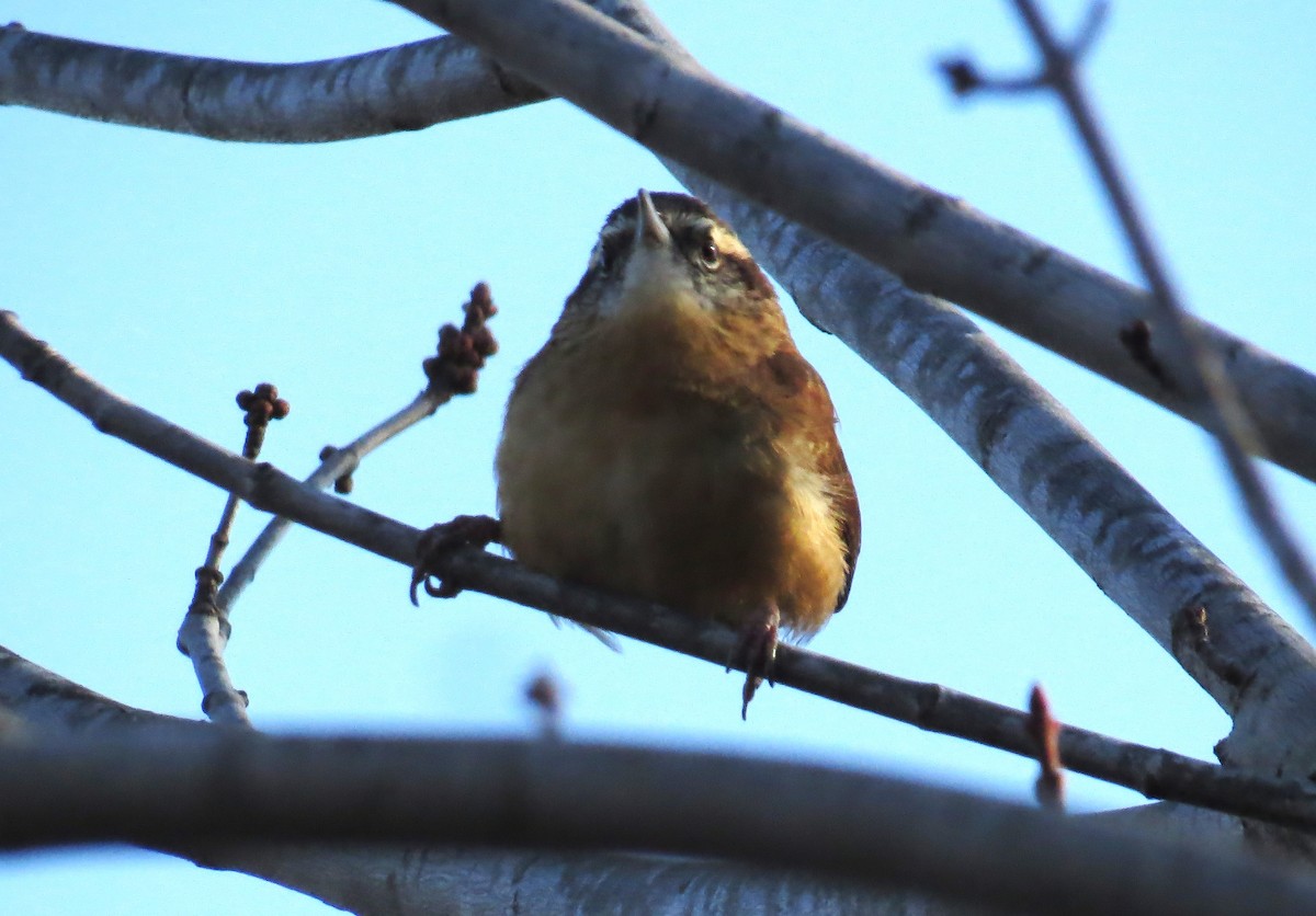 Carolina Wren - ML645408903