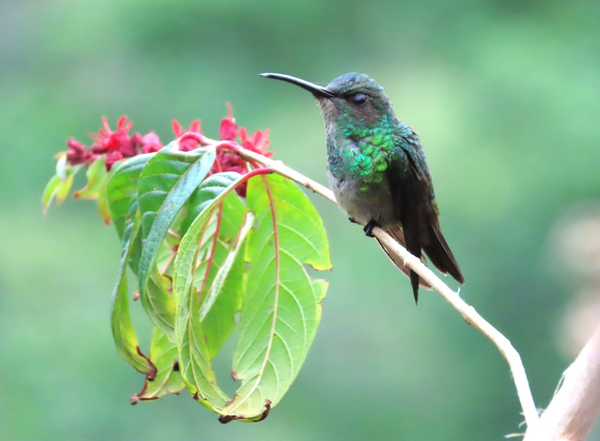 Golden-tailed Sapphire - ML645408905