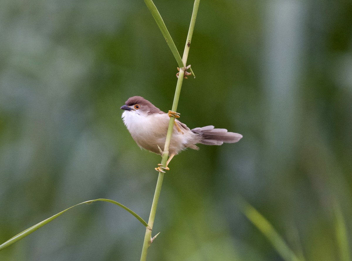 Yellow-eyed Babbler - ML645408912