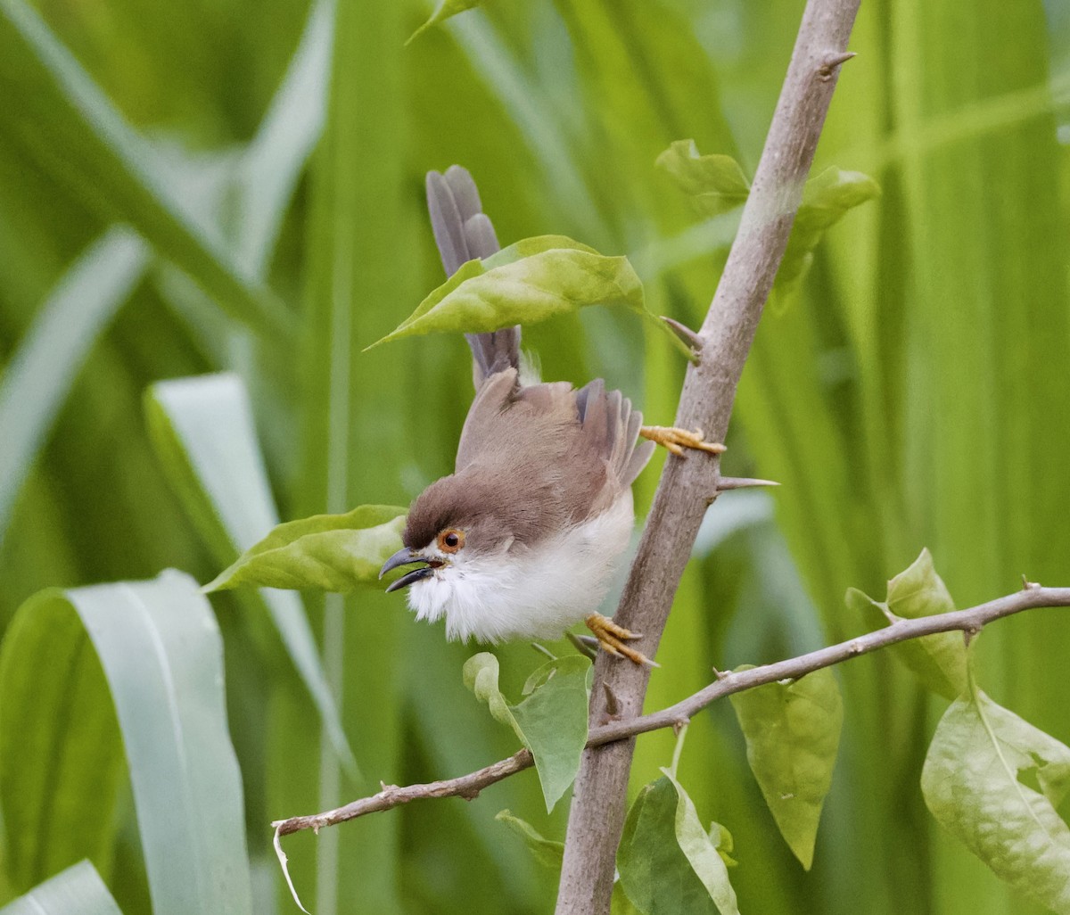 Yellow-eyed Babbler - ML645408913