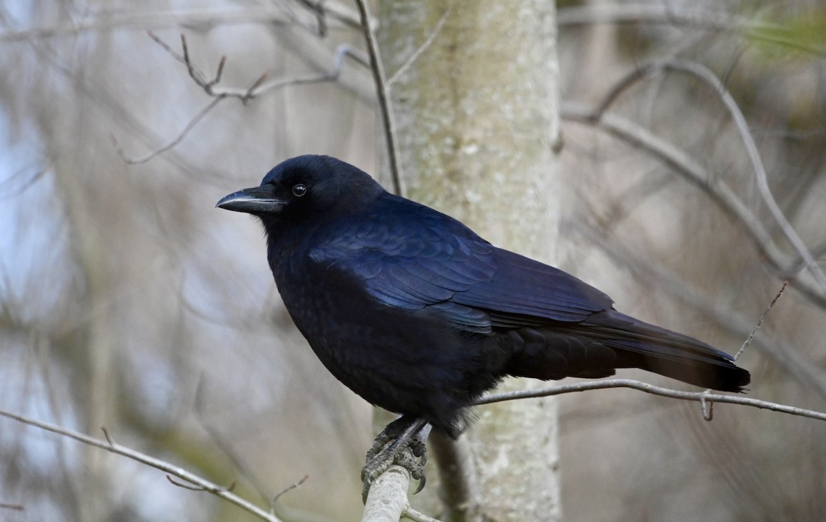 Amerikakrähe - ML645408920