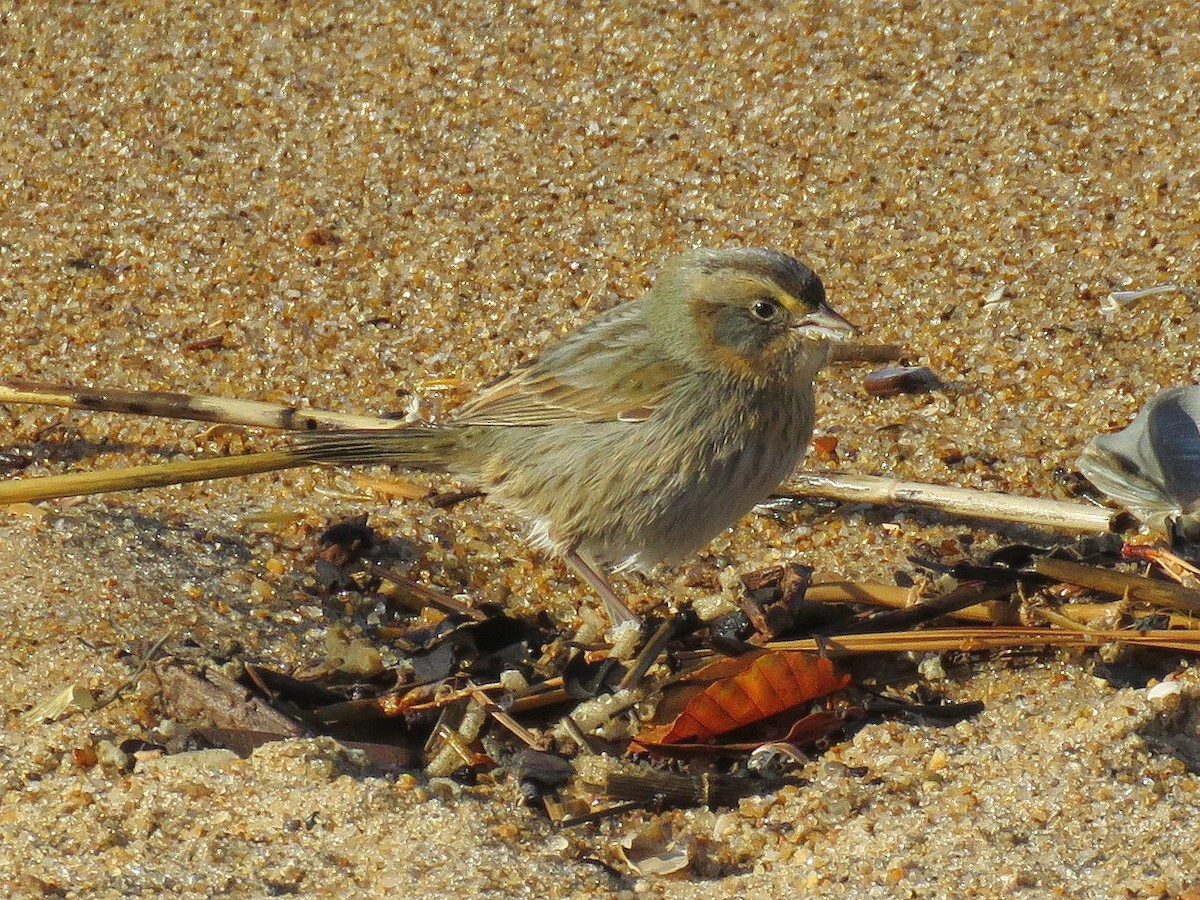Bruant des marais - ML645408922
