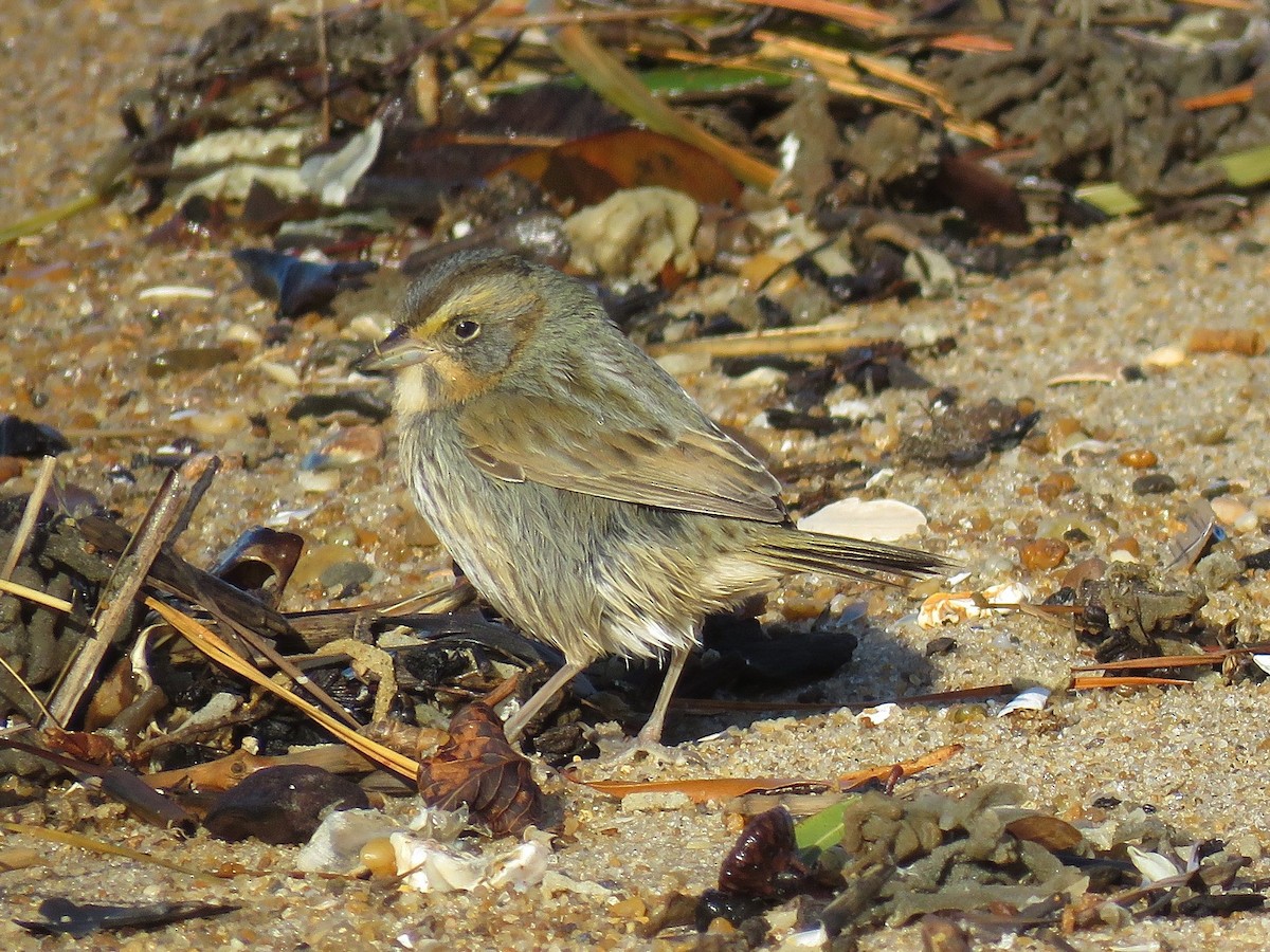 Bruant des marais - ML645408923