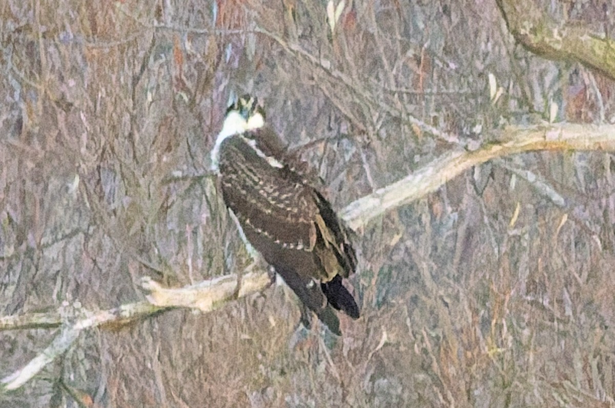 魚鷹 - ML645408928