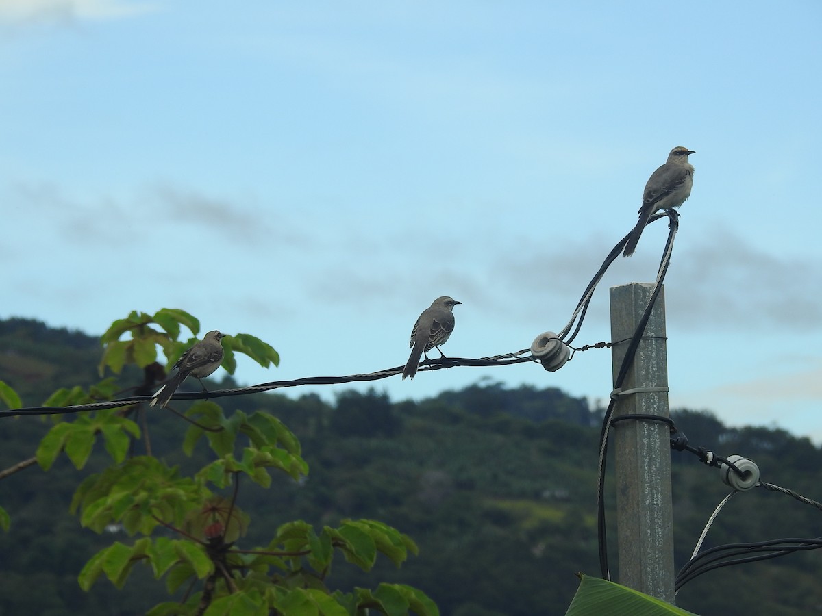 Tropikal Taklitçi - ML645408929