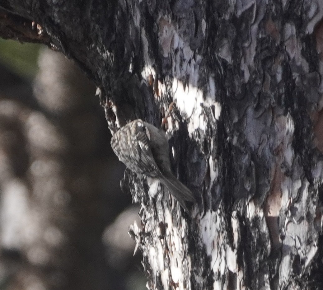 Brown Creeper - ML645408941
