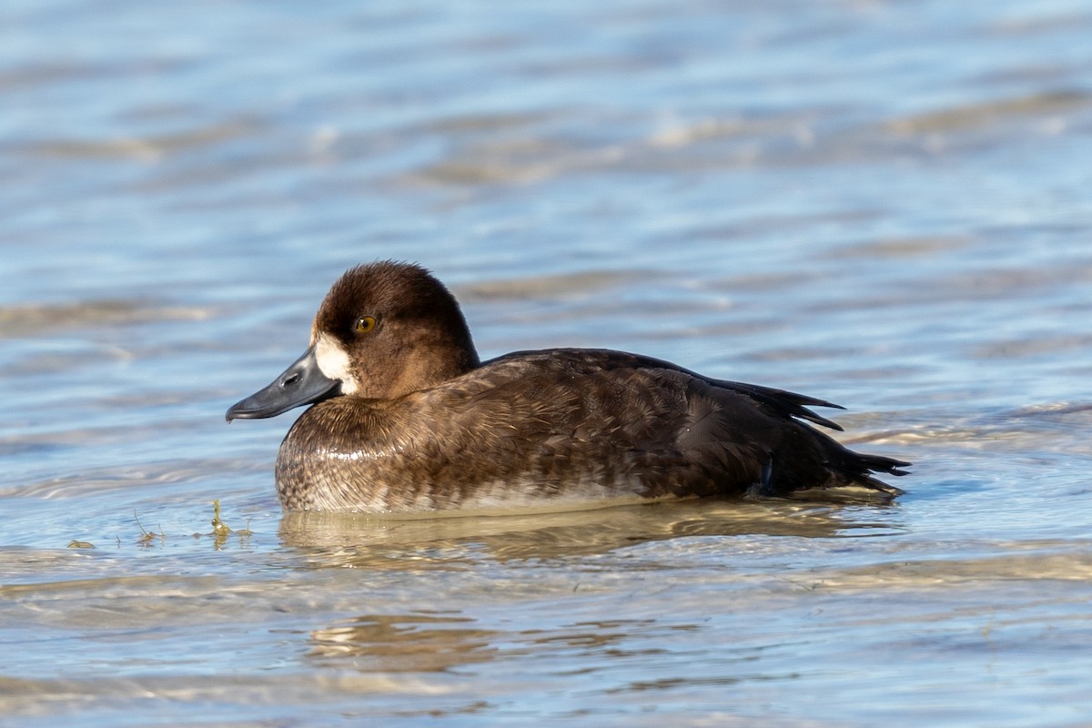 Greater Scaup - ML645408944