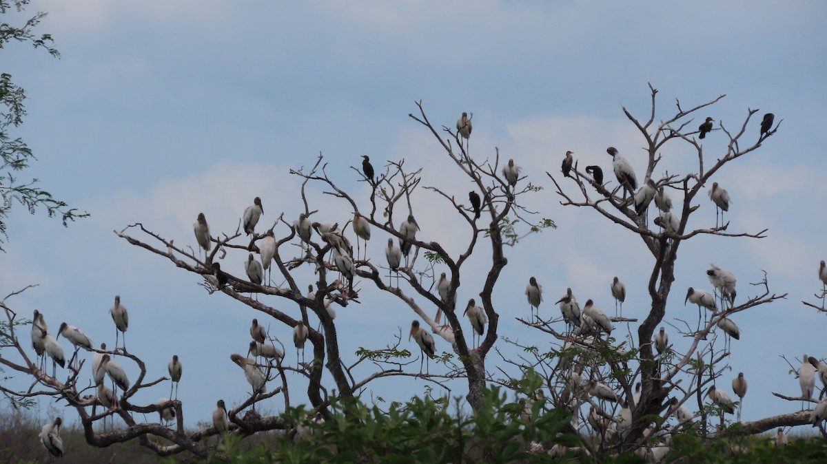 Wood Stork - ML645408969