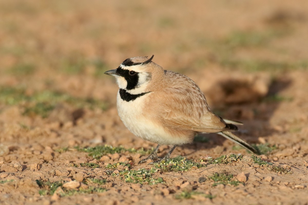 Temminck's Lark - ML645408977