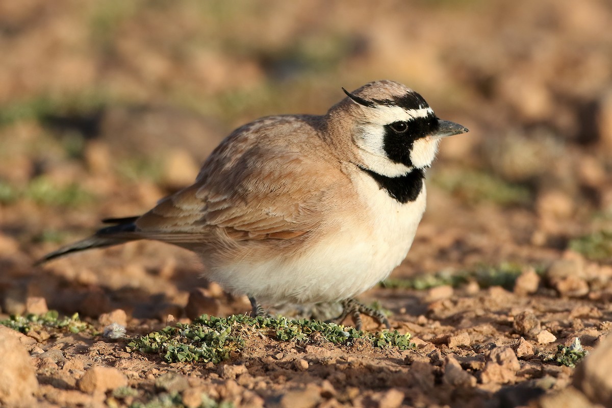 Temminck's Lark - ML645408978