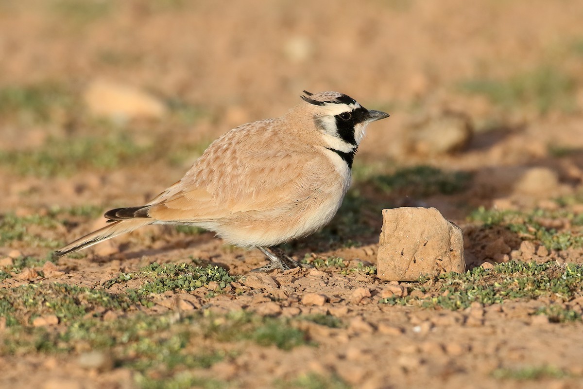 Temminck's Lark - ML645408979