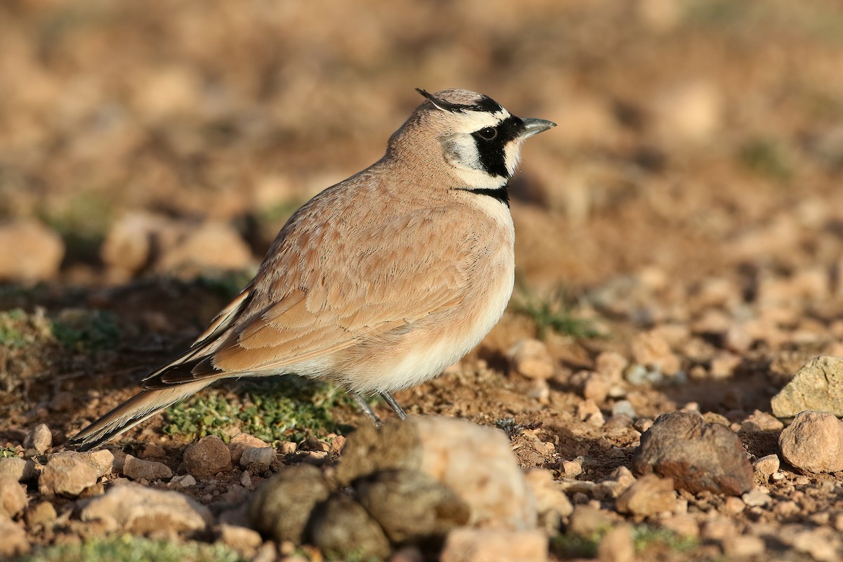 Temminck's Lark - ML645408980