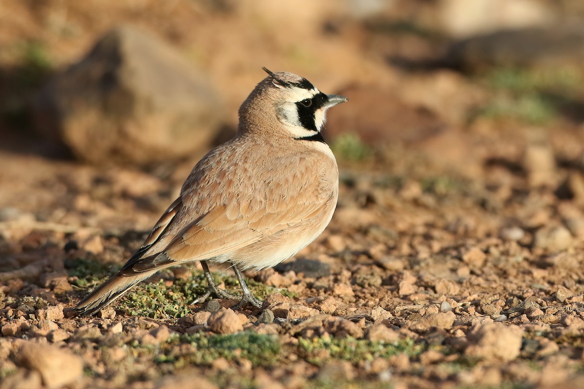 Temminck's Lark - ML645408981