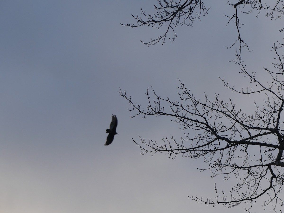 Turkey Vulture - ML645408984
