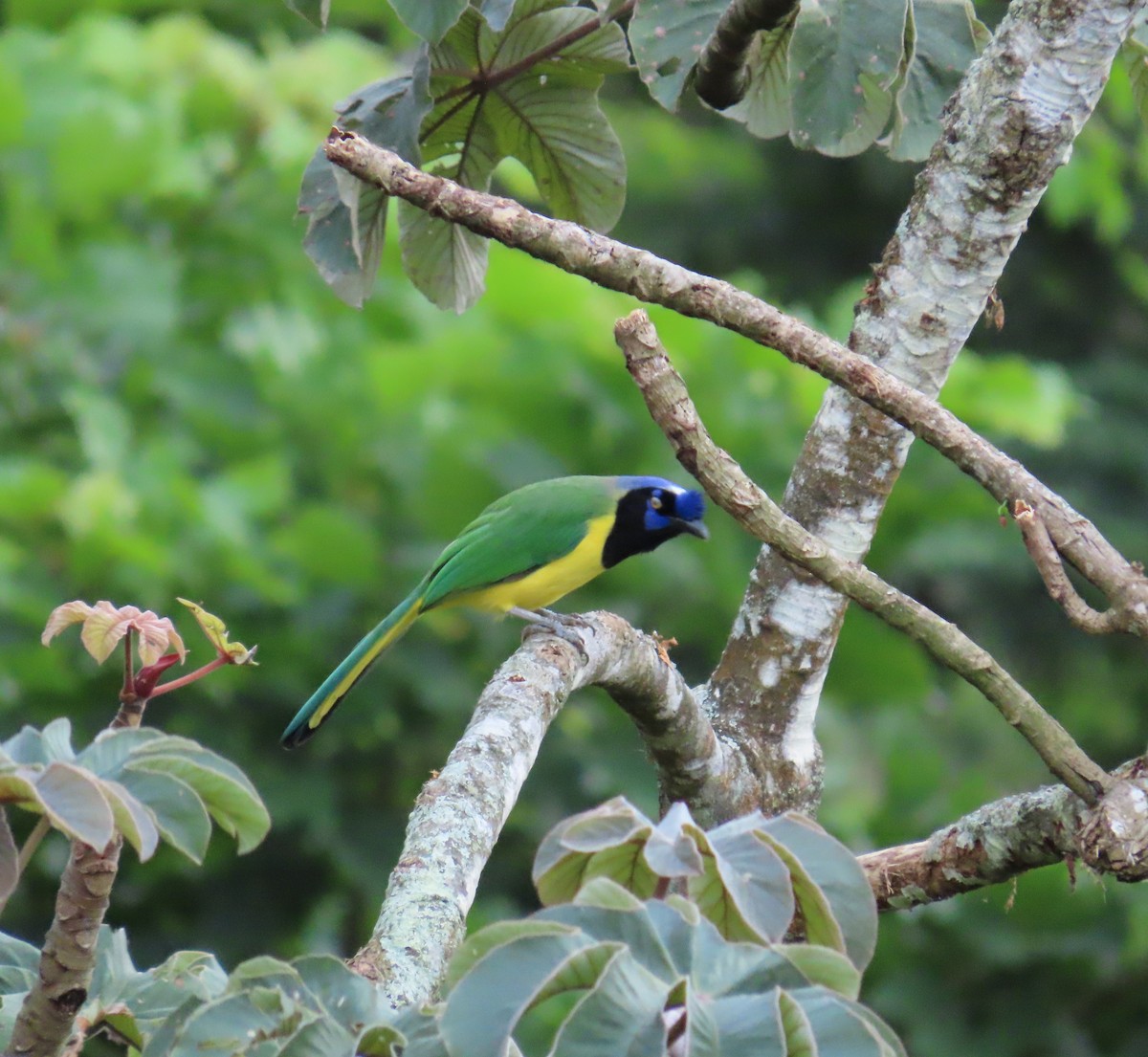 Geai vert - ML645408986