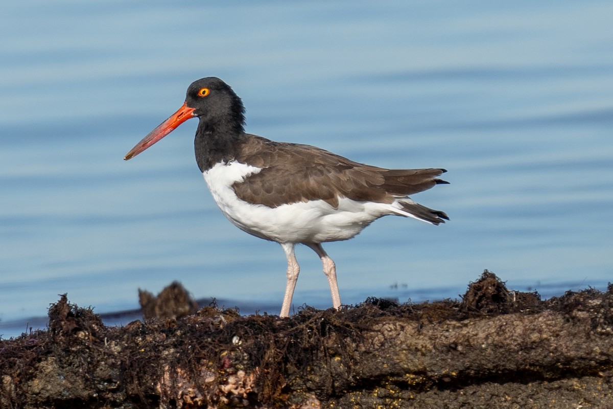 American Oystercatcher - ML645408987