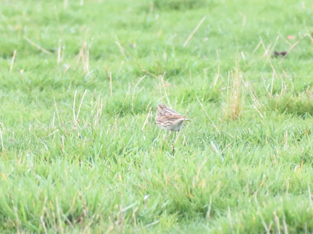 strnadec luční - ML645408995