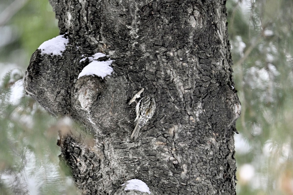 Brown Creeper - ML645408996