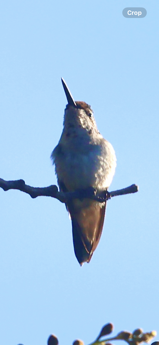 Рубиновогорлый колибри - ML645408998