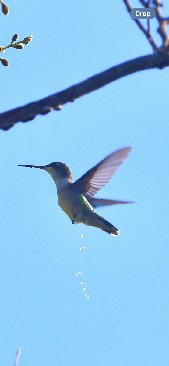 Рубиновогорлый колибри - ML645409000