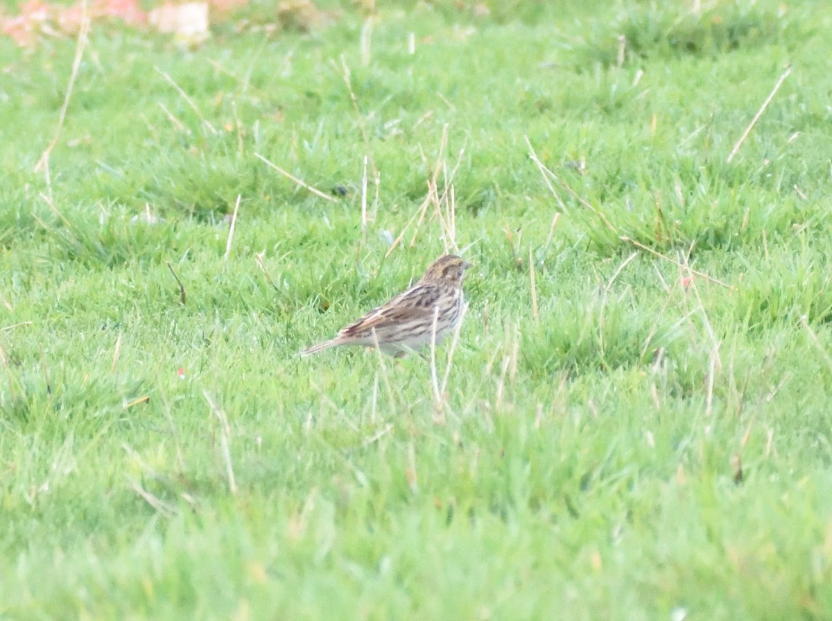 strnadec luční - ML645409001