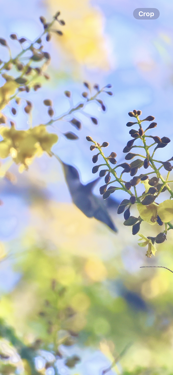 Рубиновогорлый колибри - ML645409002