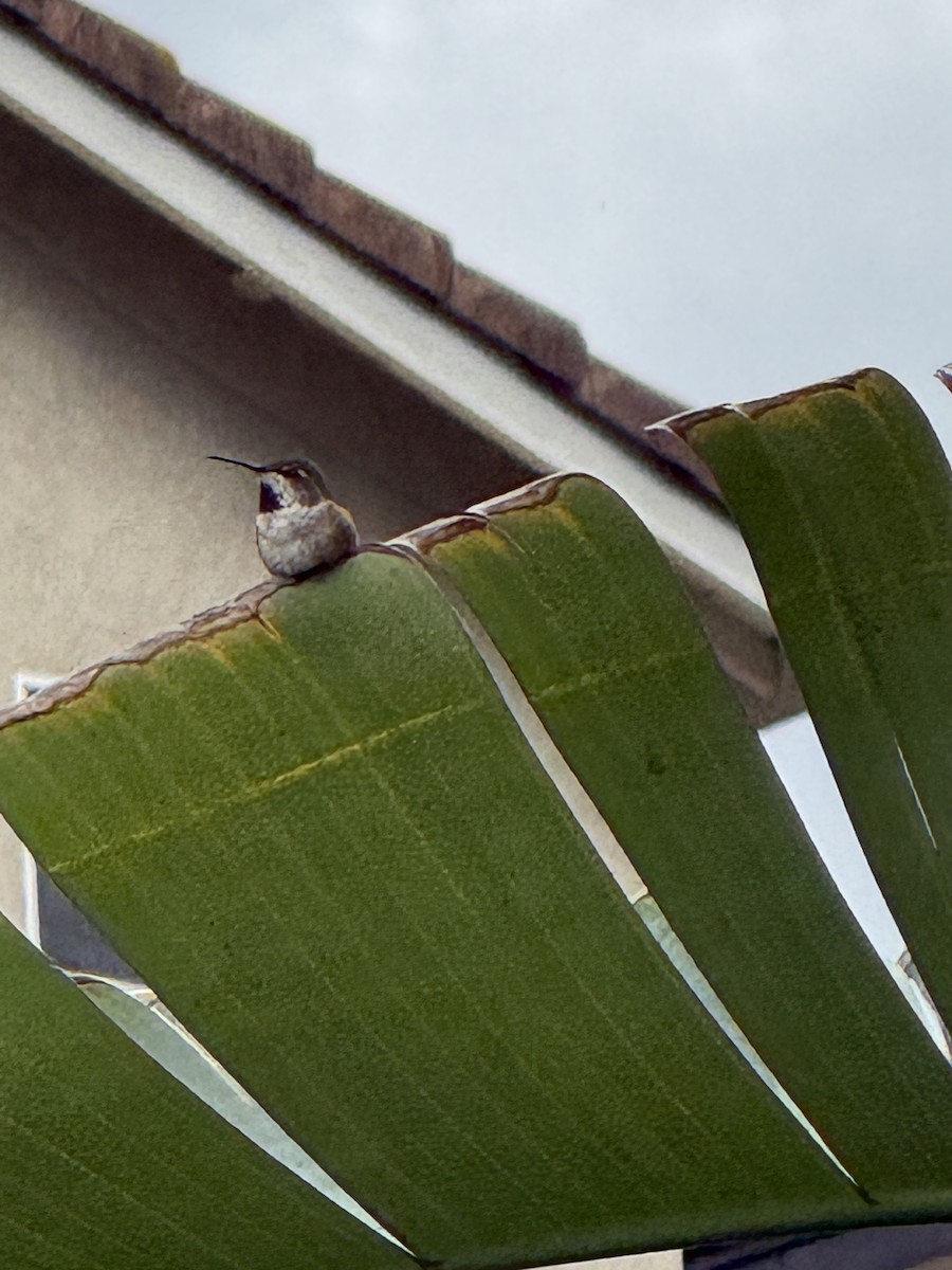 Allen's Hummingbird - ML645409003