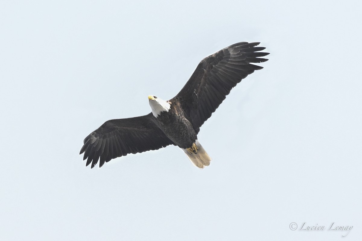 Pigargo Americano - ML645409004