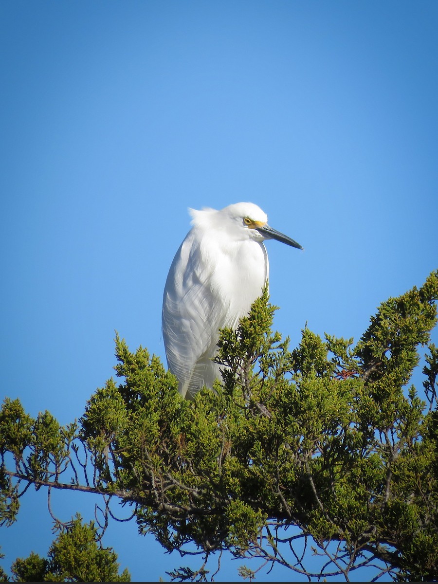 Garceta Nívea - ML645409007