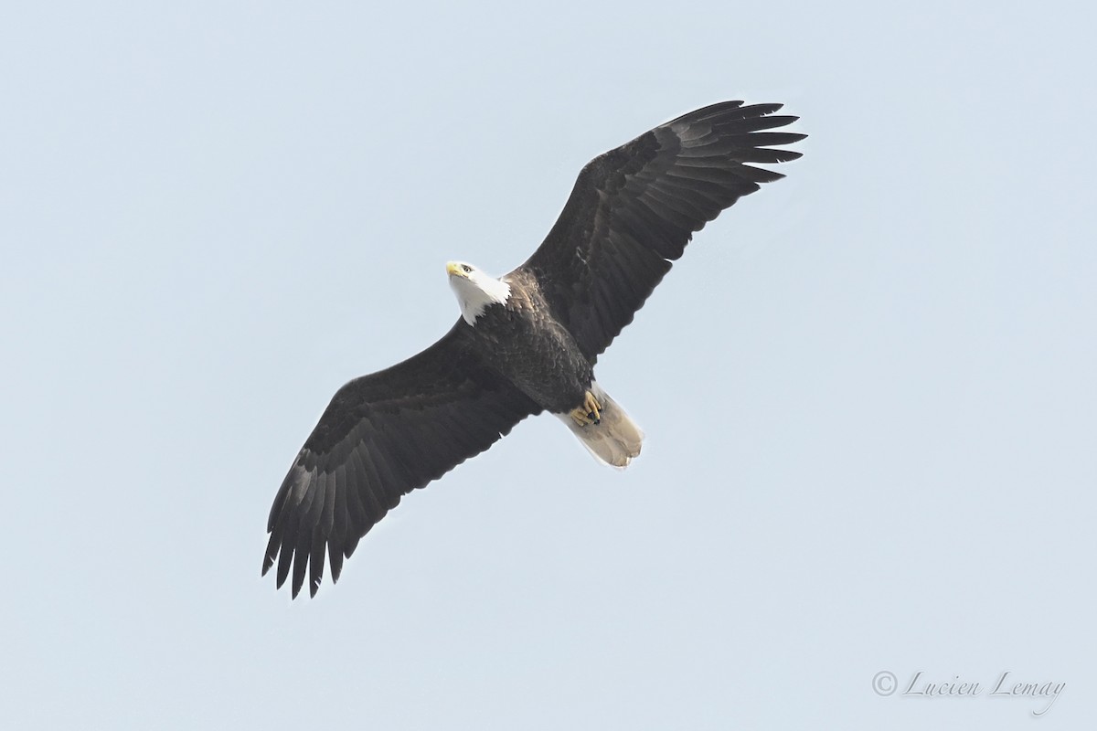 Pigargo Americano - ML645409008