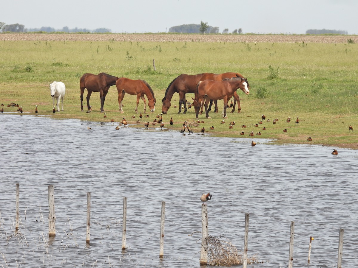 Suirirí Cariblanco - ML645409009
