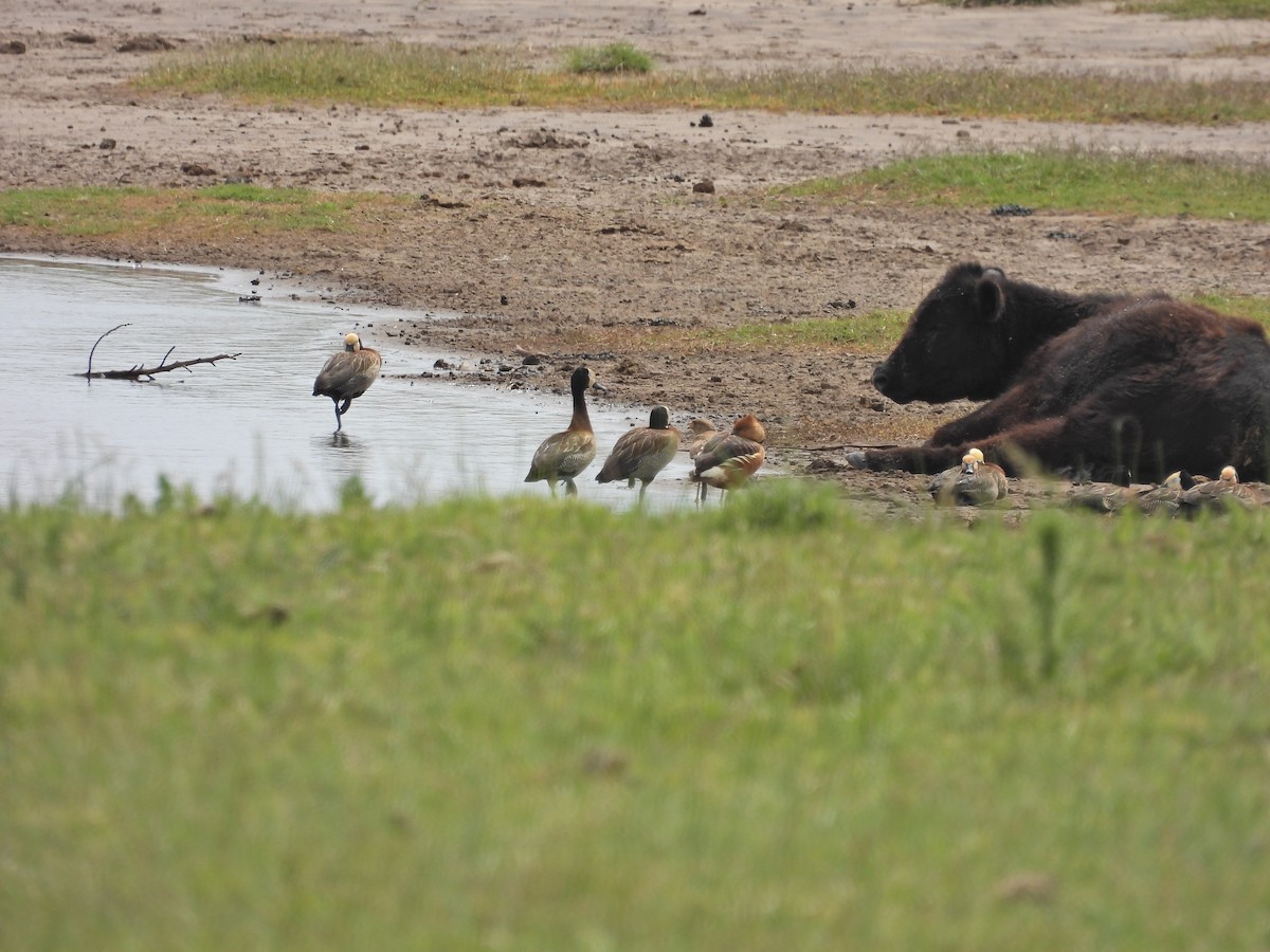 Suirirí Cariblanco - ML645409010