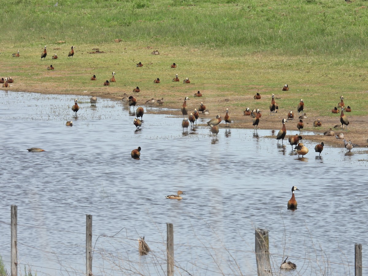 Suirirí Cariblanco - ML645409011