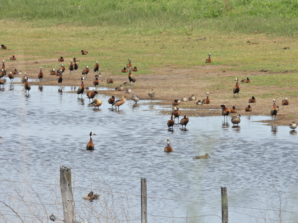 Suirirí Cariblanco - ML645409013