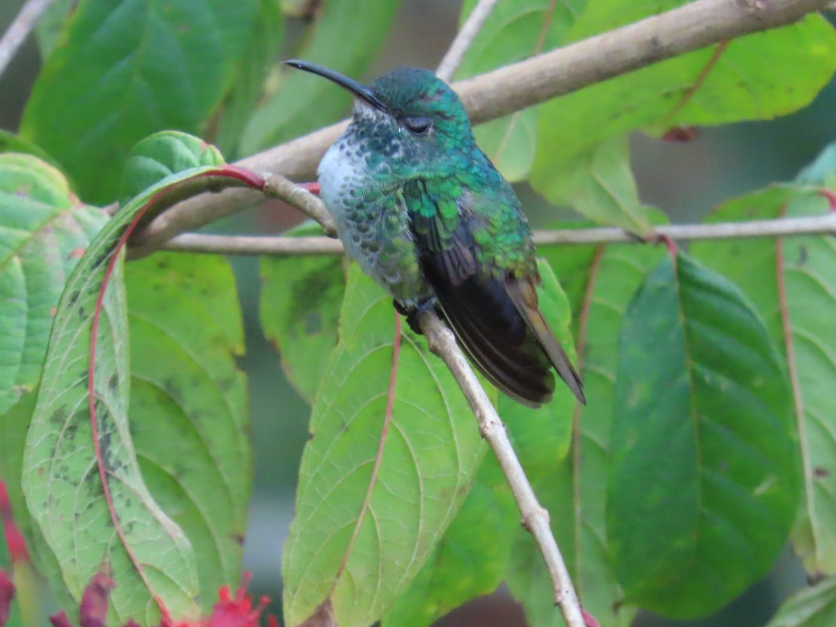 Zafiro Colidorado - ML645409014