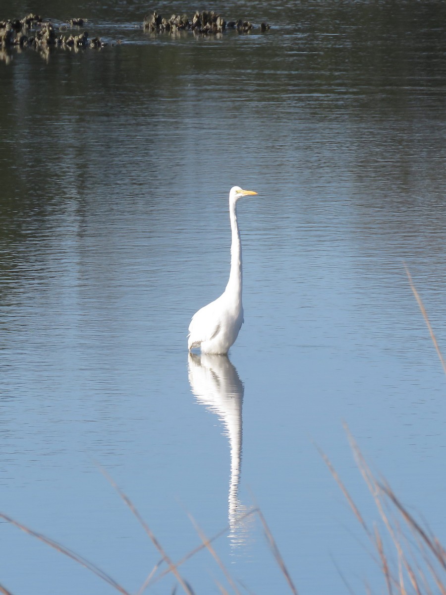 Koartza zuria - ML645409015