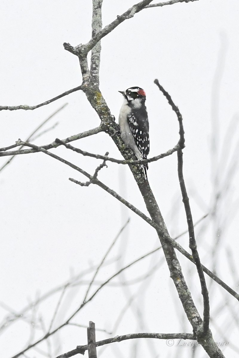 Pico Pubescente - ML645409016