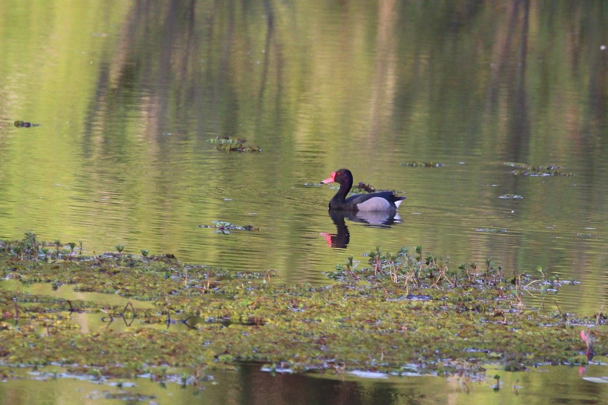 Pato Picazo - ML645409017