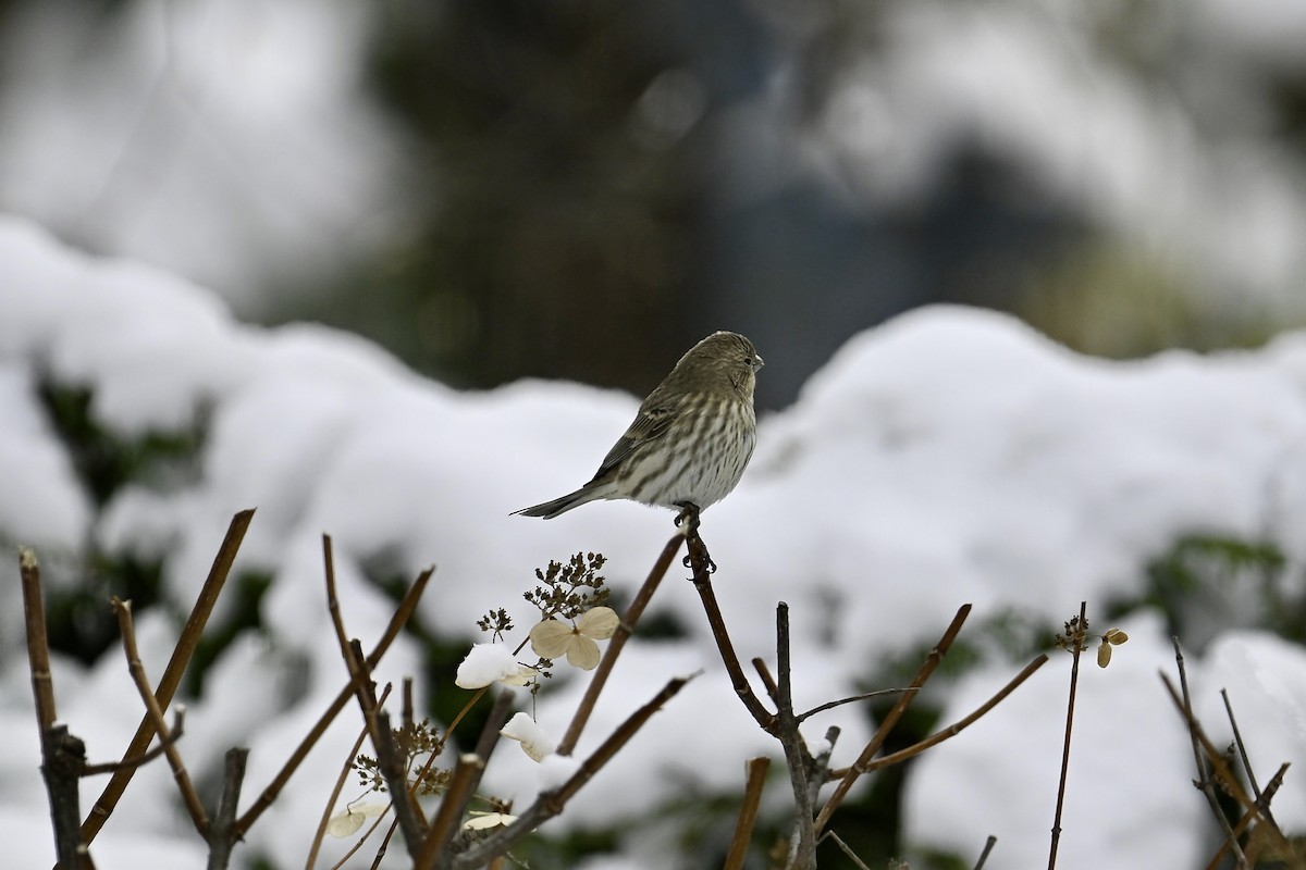 Camachuelo Mexicano - ML645409021