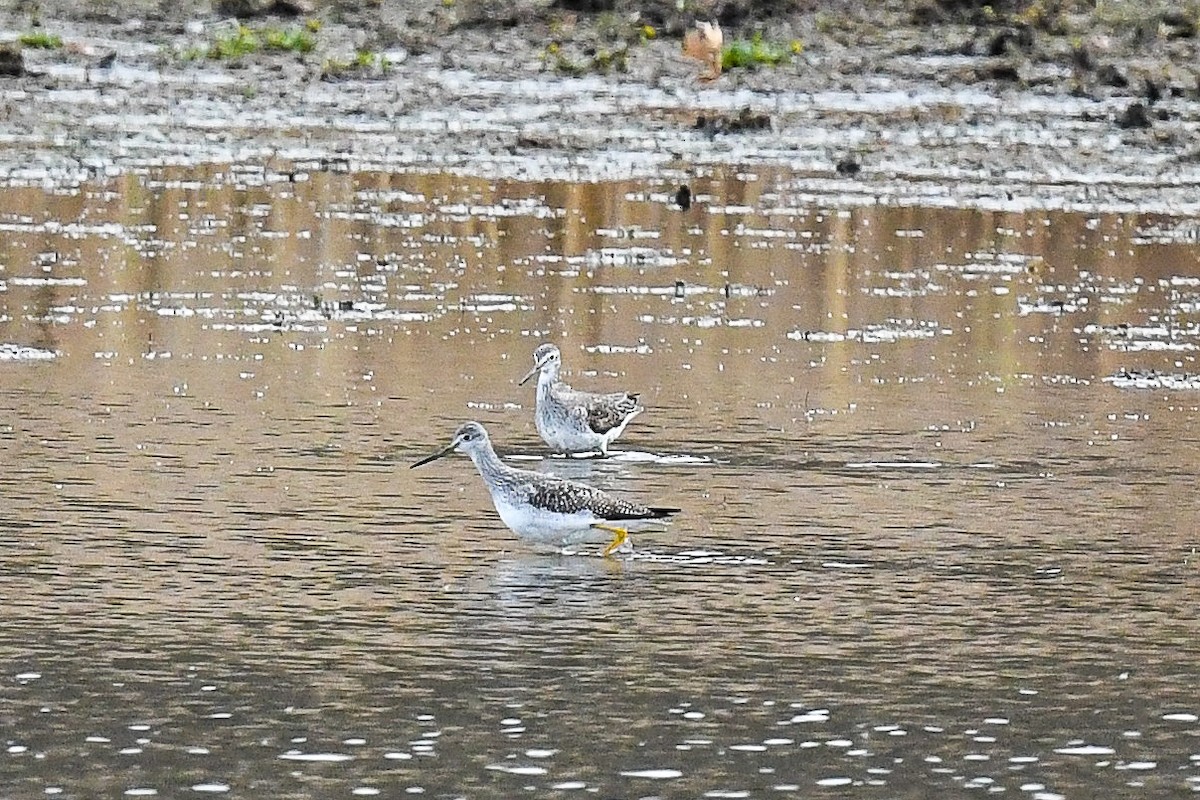 Archibebe Patigualdo Grande - ML645409022