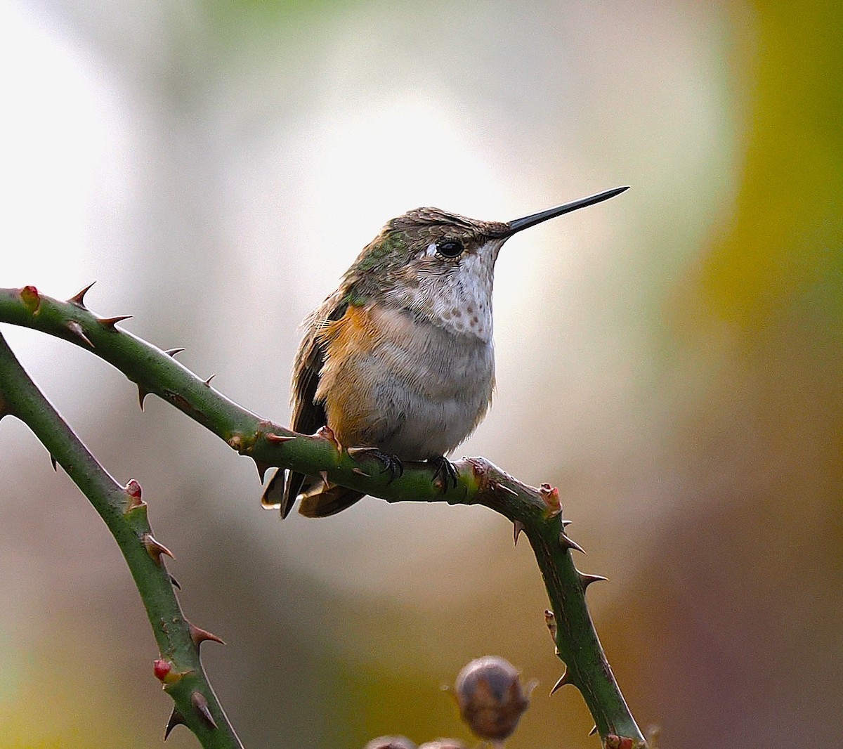 Rufous Hummingbird - ML645409023