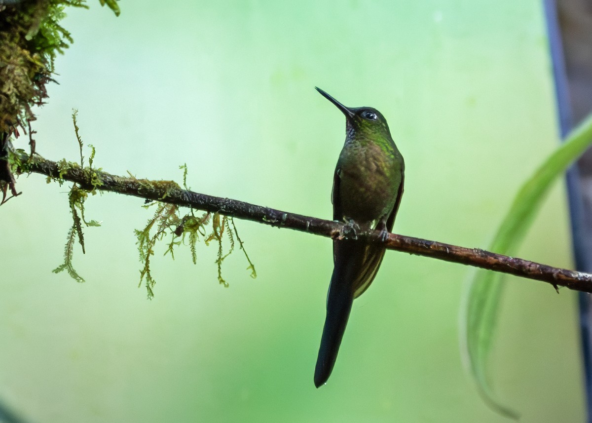 Brillante Emperador - ML645409024