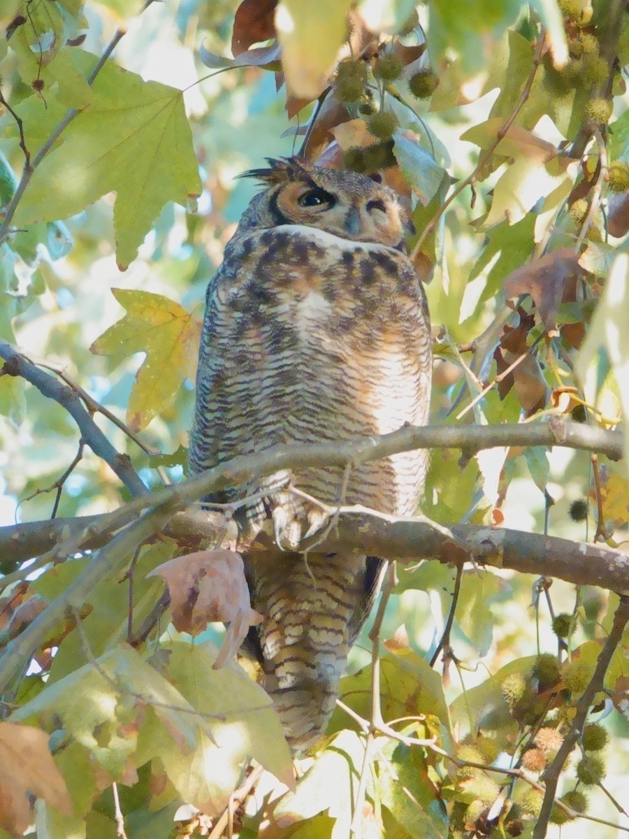 Búho Americano - ML645409025