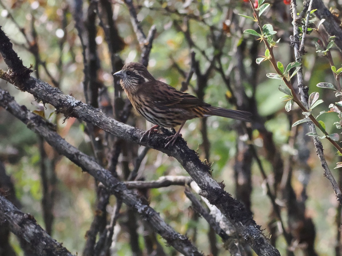 Himalayan White-browed Rosefinch - ML645409028