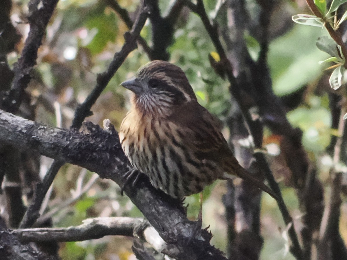 Himalayan White-browed Rosefinch - ML645409029