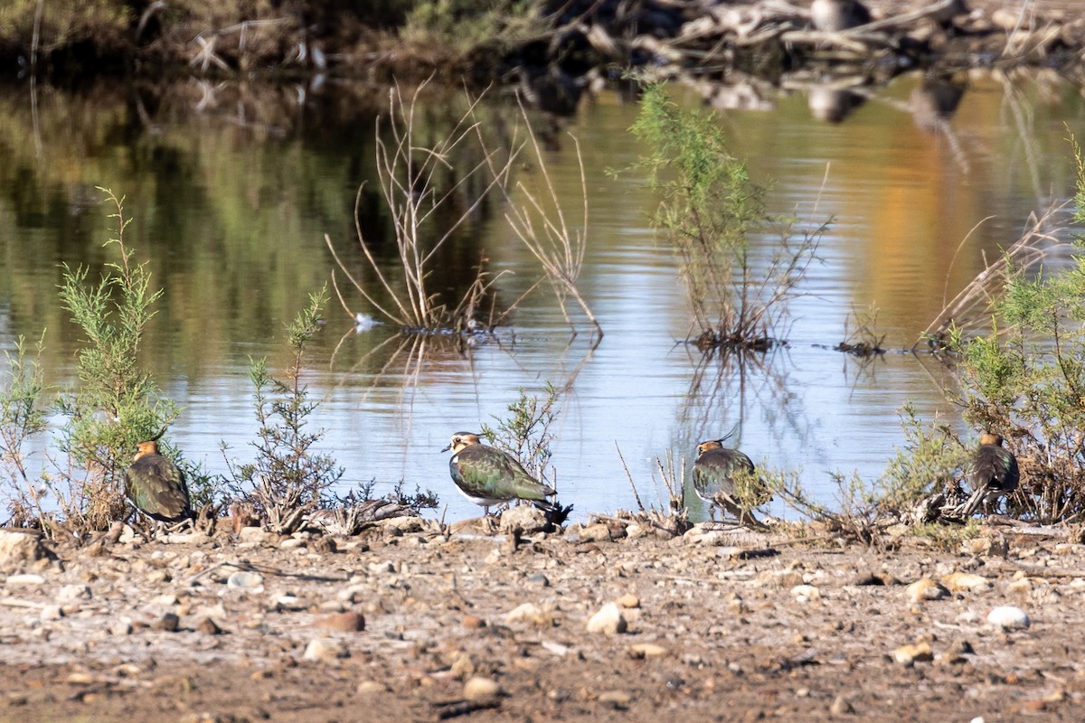 Avefría Europea - ML645409030
